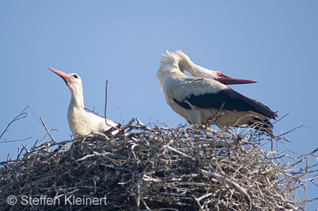 Weißstorch, Ciconia ciconia 006